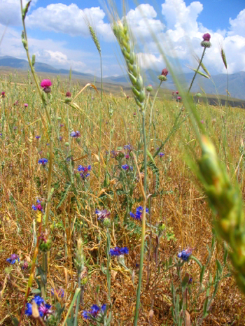 Image:Paysage03.jpg