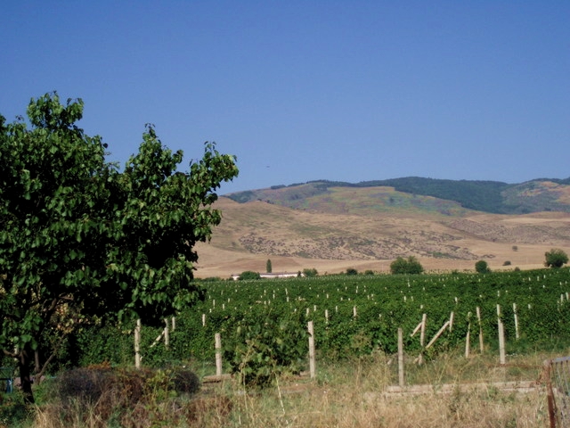 Image:Vignes.jpg