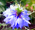 nigella damascinus