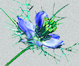 nigella damascinus