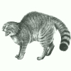 Image:chatsauvage.jpg