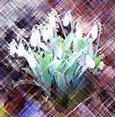 galanthus caucasica