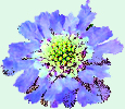 scabiosa caucasica