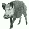 Image:sanglier.jpg