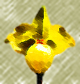 armeniacum
