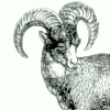 Image:mouflon.jpg