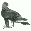 Image:aigle.jpg