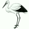 Image:cigogne.jpg
