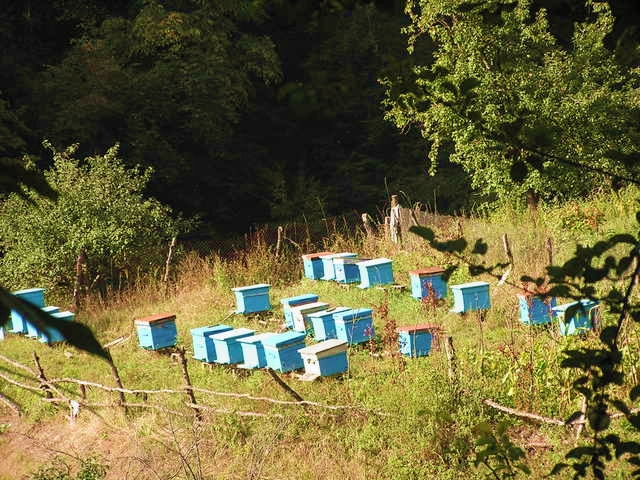 Image:Ruches.jpg