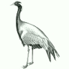 Image:Grue.jpg