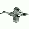 Image:canard.jpg