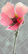 althaea-armenia