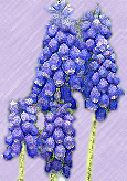 muscari