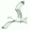 Image:mouette.jpg
