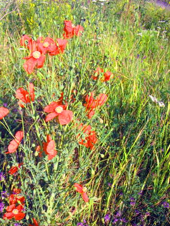 Image:Paysage01.jpg