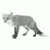 Image:vulpes.jpg