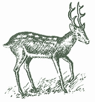 բծաւռր եղջերու