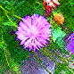 centaurea karabagh