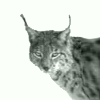 Image:lynx.jpg