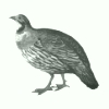Image:tetraogallus.jpg
