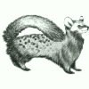 Image:moufette.jpg