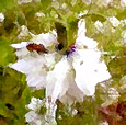 nigella damascinus