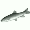 Image:barbeau.jpg
