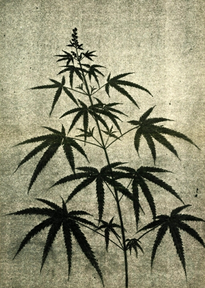 9folioles.jpg
