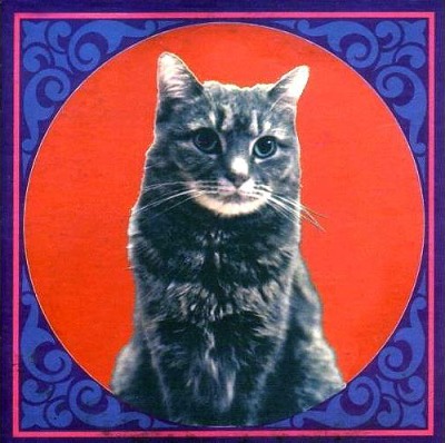 chatmiaou.jpg