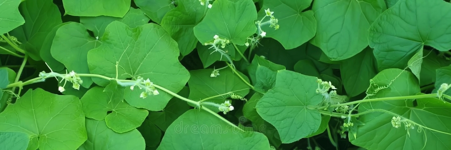 kudzu-pueraria.jpg