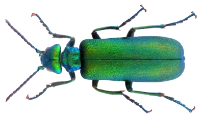 lytta_vesicatoria.jpg