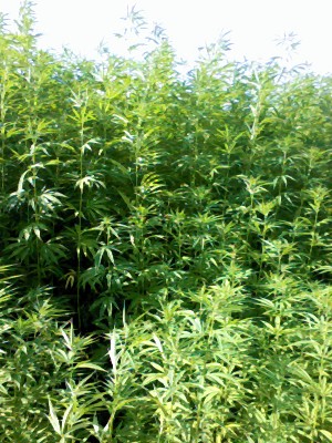 sativa01.jpg