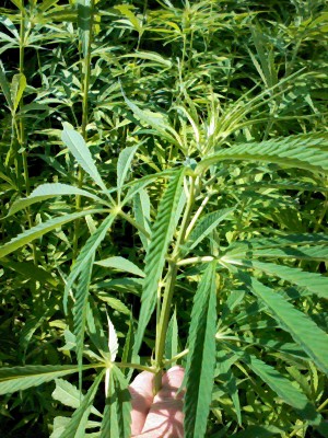 sativa02.jpg