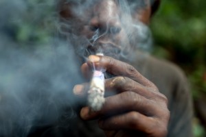 sativa04.jpg