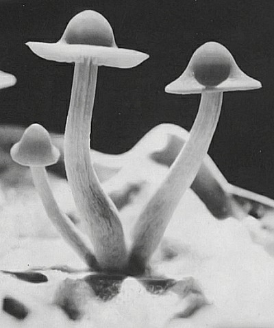 Psilocybe.jpg